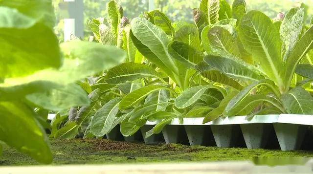 久久青草精品38国产:02-06-23-32-36-37D:20,久久青草精品,探索国产魅力与独特之处 久久青草精品38国产:02-06-23-32-36-37D:20,久久青草精品,探索国产魅力与独特之处