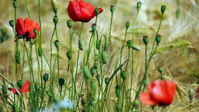 一本色综合久久:06-09-19-23-42-44N：43,一本色综合久久，探索数字时代的本色魅力