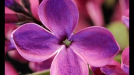 伊人狠狠色丁香婷婷综合动态图:18-19-29-31-38-43W:40,伊人狠狠色丁香婷婷综合动态图,探索美与艺术的交融 伊人狠狠色丁香婷婷综合动态图:18-19-29-31-38-43W:40,伊人狠狠色丁香婷婷综合动态图,探索美与艺术的交融