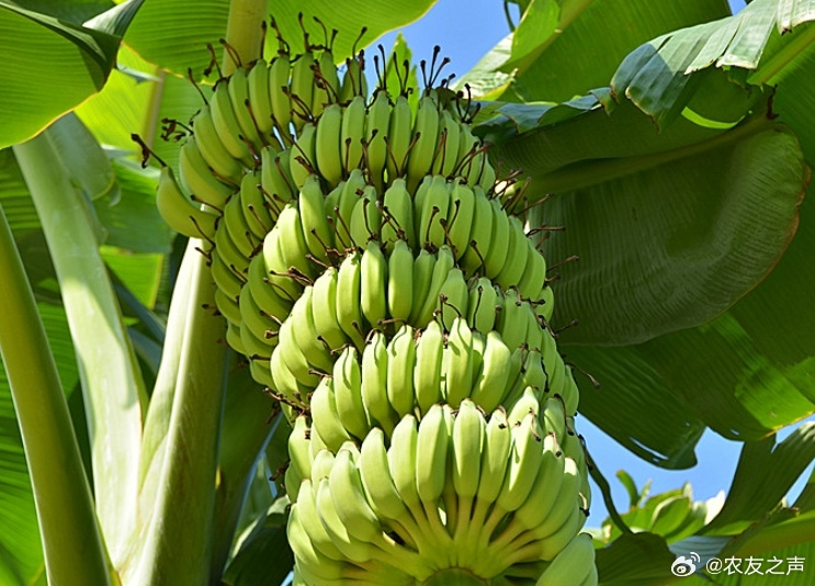 97精品伊人久久大香线蕉:14-20-21-25-38-46L：01,关于伊人久久大香线蕉的探讨——一种文化与艺术的交融