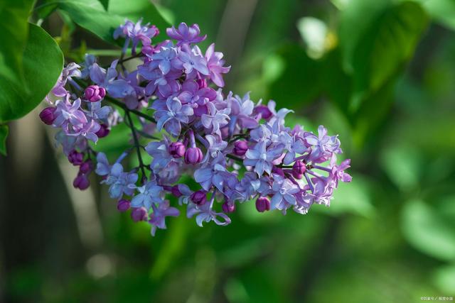 久久婷婷五月综合色丁香:11-13-36-40-42-46G:28,久久婷婷与五月的综合色丁香,一场缤纷的视觉盛宴(11-36G,28) 久久婷婷五月综合色丁香:11-13-36-40-42-46G:28,久久婷婷与五月的综合色丁香,一场缤纷的视觉盛宴(11-36G,28)