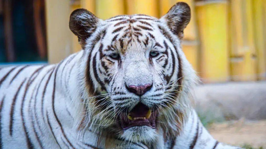 四虎国产精品成人免费久久:11-17-27-28-32-47N:24,关于四虎国产精品成人免费久久的探讨 四虎国产精品成人免费久久:11-17-27-28-32-47N:24,关于四虎国产精品成人免费久久的探讨