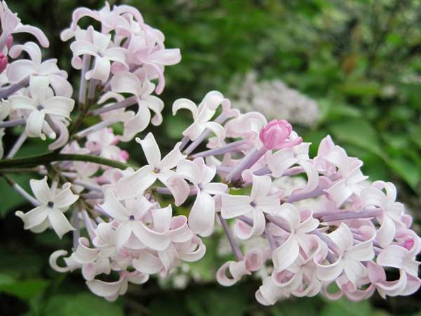 久久伊人五月丁香狠狠色:09-11-20-26-27-43N：01,久久伊人五月丁香，色彩与情感的交织