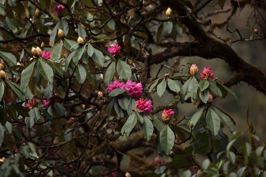 五月丁香六月综合缴清无码:01-02-16-29-41-47N：18,五月丁香与六月综合缴清，探索无码世界的奥秘（01-02-16-29-41-47N，18）